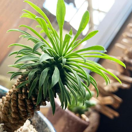 Cactus Inn Mijazaki Kültér fotó